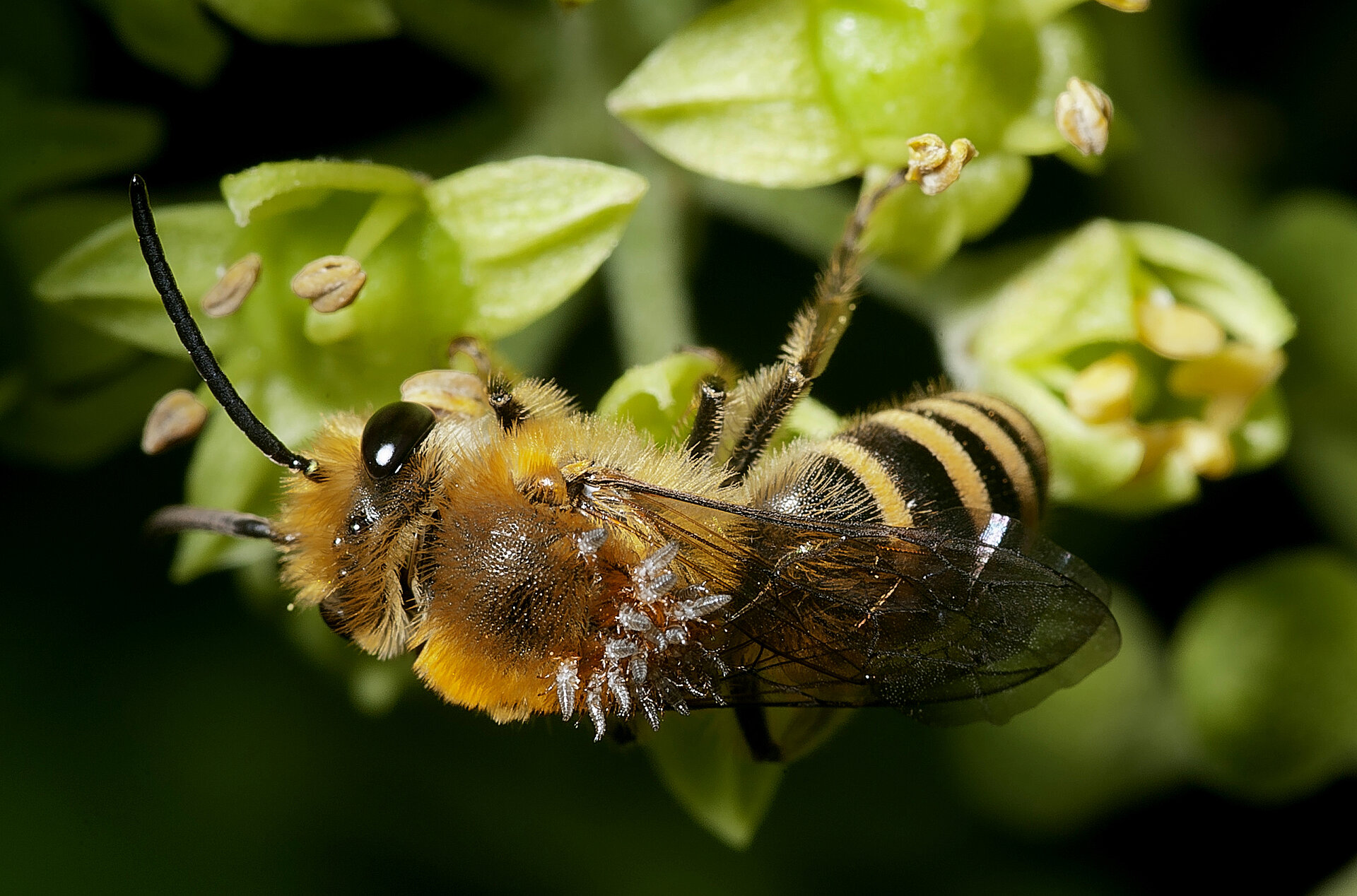 Die Efeu-Seidenbiene und ihr Parasit, der Seidenbienen-lkfer: eine  komplizierte Beziehung hochspezialisierter Arten jetzt auch bei uns!
